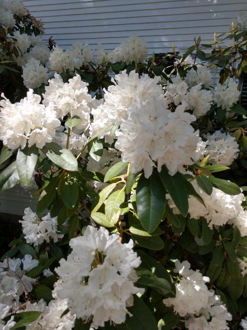 Flowers5