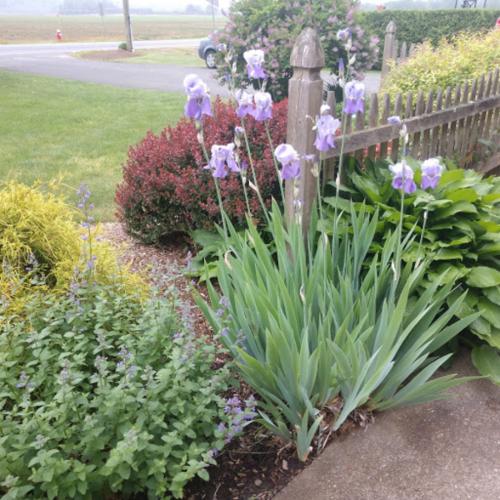 flowers3