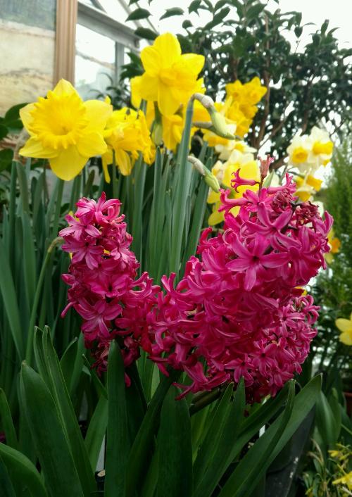 Flowers4