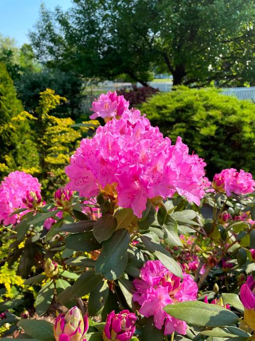 Flowers5