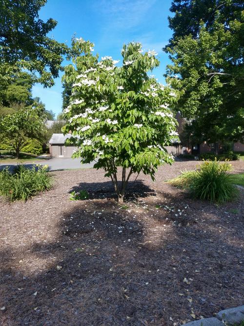 IMG_20190624_090932308_HDR_small