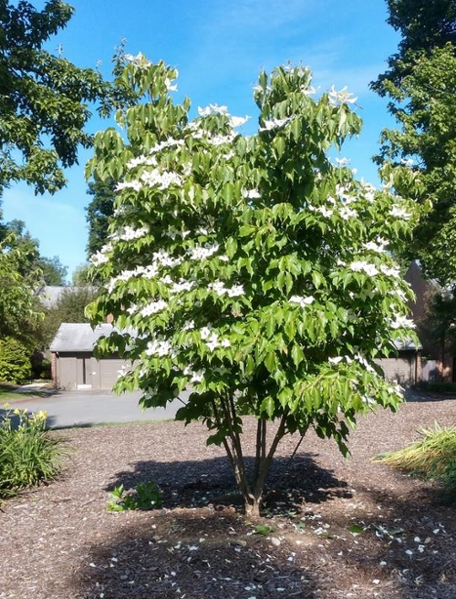 flowering tree